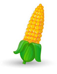 maize_corn